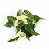 Syngonium podophyllum 'Albo Variegata' potted plant in nursery pot on white background.