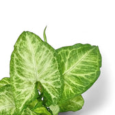 Syngonium podophyllum 'Arrow' – Blattdetail vor weißem Hintergrund..