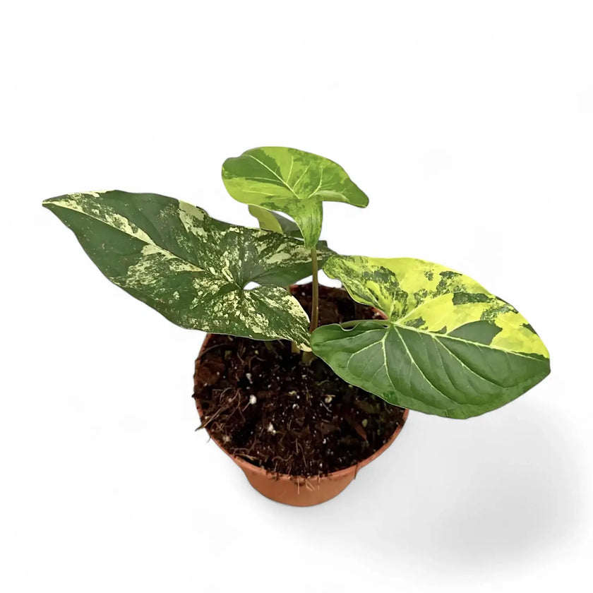Syngonium podophyllum 'Aureum' Zimmerpflanze im Anzuchttopf vor weißem Hintergrund, Produktfoto 2.