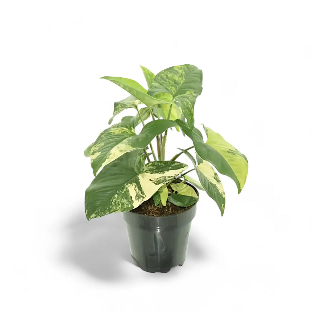 Syngonium podophyllum 'Aureum' Zimmerpflanze im Anzuchttopf vor weißem Hintergrund, Produktfoto 3.
