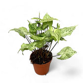 Syngonium podophyllum 'Batik' ('Golden venation') – Zimmerpflanze im Kulturtopf auf weißem Hintergrund, Produktfoto 5.