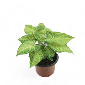 Syngonium podophyllum 'Batik' ('Golden venation') – Zimmerpflanze im Kulturtopf auf weißem Hintergrund, Produktfoto 6.