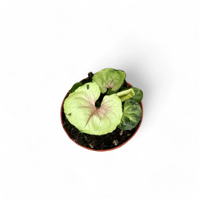 Syngonium podophyllum 'Bob Allusion' Zimmerpflanze im Anzuchttopf vor weißem Hintergrund, Produktfoto 2.