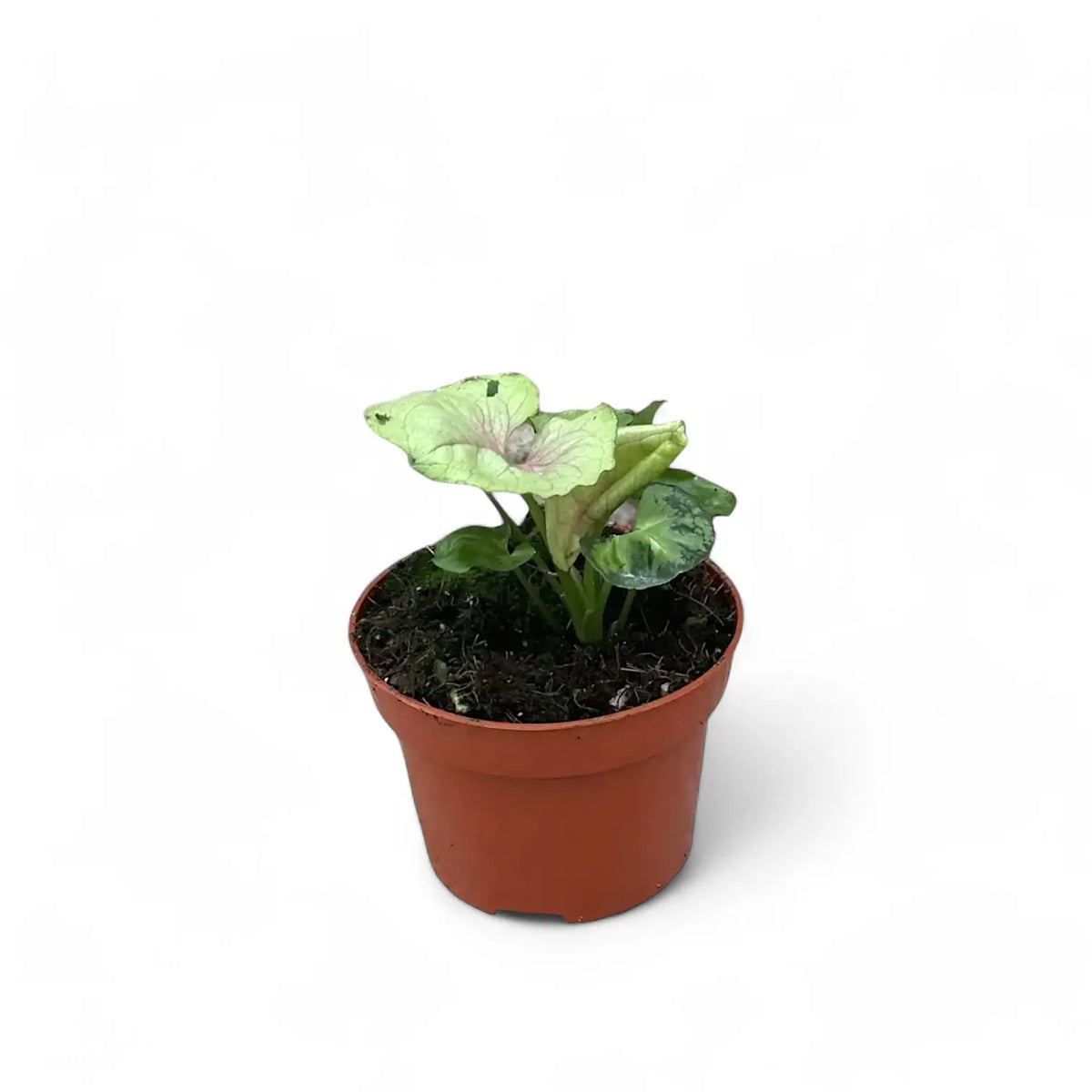 Syngonium podophyllum 'Bob Allusion' potted plant in nursery pot on white background.