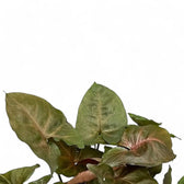 Syngonium podophyllum 'Brocante' close-up of leaf on white background.