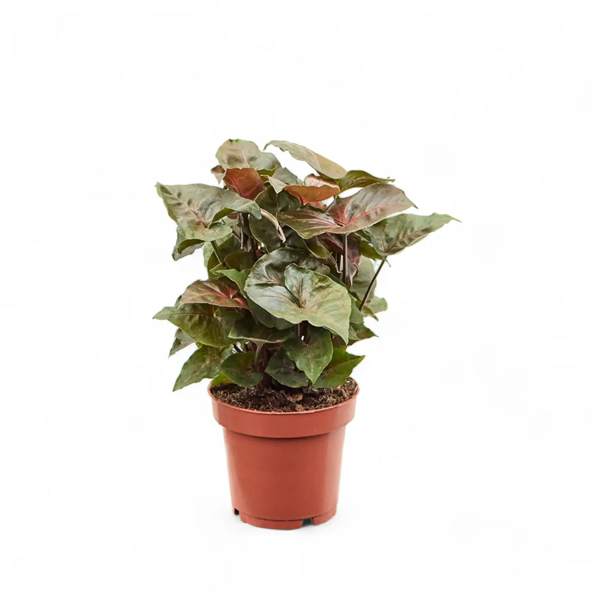 Syngonium podophyllum 'Brocante' potted plant in nursery pot on white background.