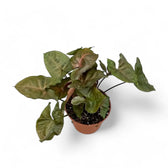 Syngonium podophyllum 'Brocante' potted plant in nursery pot on white background.