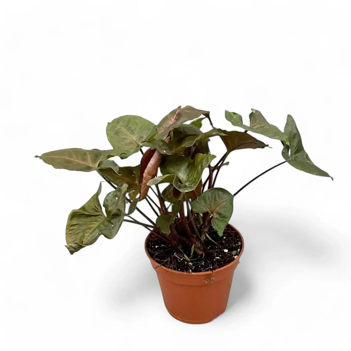 Syngonium podophyllum 'Brocante' potted plant in nursery pot on white background.