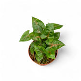 Syngonium podophyllum 'Christmas' Zimmerpflanze im Anzuchttopf vor weißem Hintergrund, Produktfoto 2.