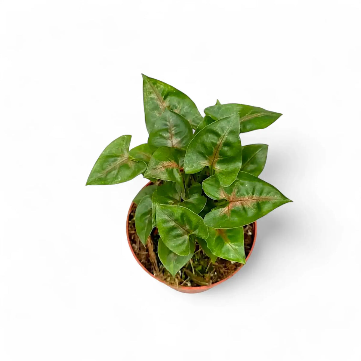 Syngonium podophyllum 'Christmas' Zimmerpflanze im Anzuchttopf vor weißem Hintergrund, Produktfoto 2.