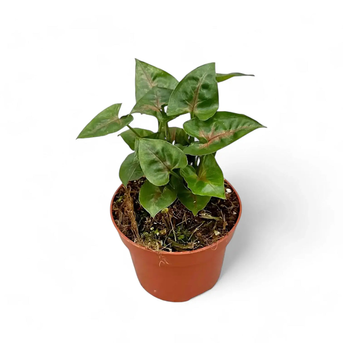 Syngonium podophyllum 'Christmas' Zimmerpflanze im Anzuchttopf vor weißem Hintergrund, Produktfoto 3.