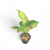 Syngonium podophyllum 'Confetti Tricolor' potted plant in nursery pot on white background.