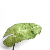 Syngonium podophyllum 'Freckles' potted plant in nursery pot on white background.