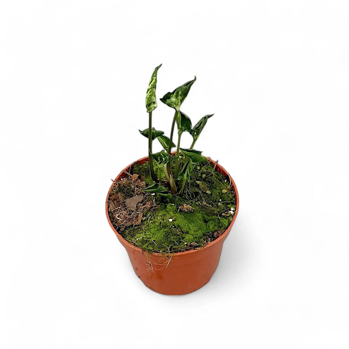 Syngonium podophyllum 'Godzilla' Zimmerpflanze im Anzuchttopf vor weißem Hintergrund, Produktfoto 2.