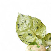 Syngonium podophyllum 'Green Splash' ('Grey Ghost') close-up of leaf on white background.