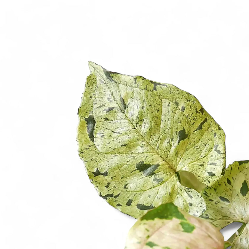 Nahaufnahme von Syngonium podophyllum 'Green Splash' ('Grey Ghost') vor weißem Hintergrund.