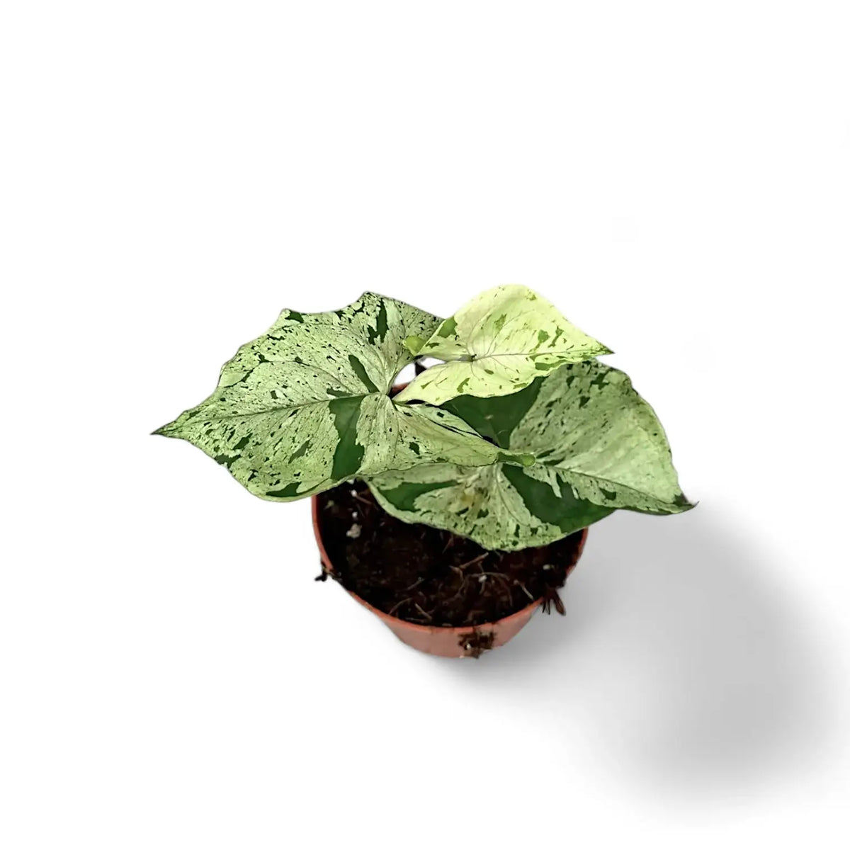 Syngonium podophyllum 'Green Splash' ('Grey Ghost') potted plant in nursery pot on white background.