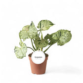 Syngonium podophyllum 'Green Splash' ('Grey Ghost') potted plant in nursery pot on white background.