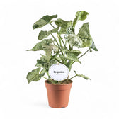 Syngonium podophyllum 'Green Splash' ('Grey Ghost') potted plant in nursery pot on white background.