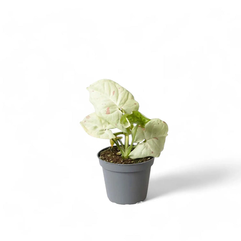 Syngonium podophyllum 'Milk confetti' Zimmerpflanze im Anzuchttopf vor weißem Hintergrund, Produktfoto 2.