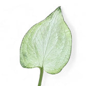 Syngonium podophyllum 'Mouse Ears' leaf detail on white background.