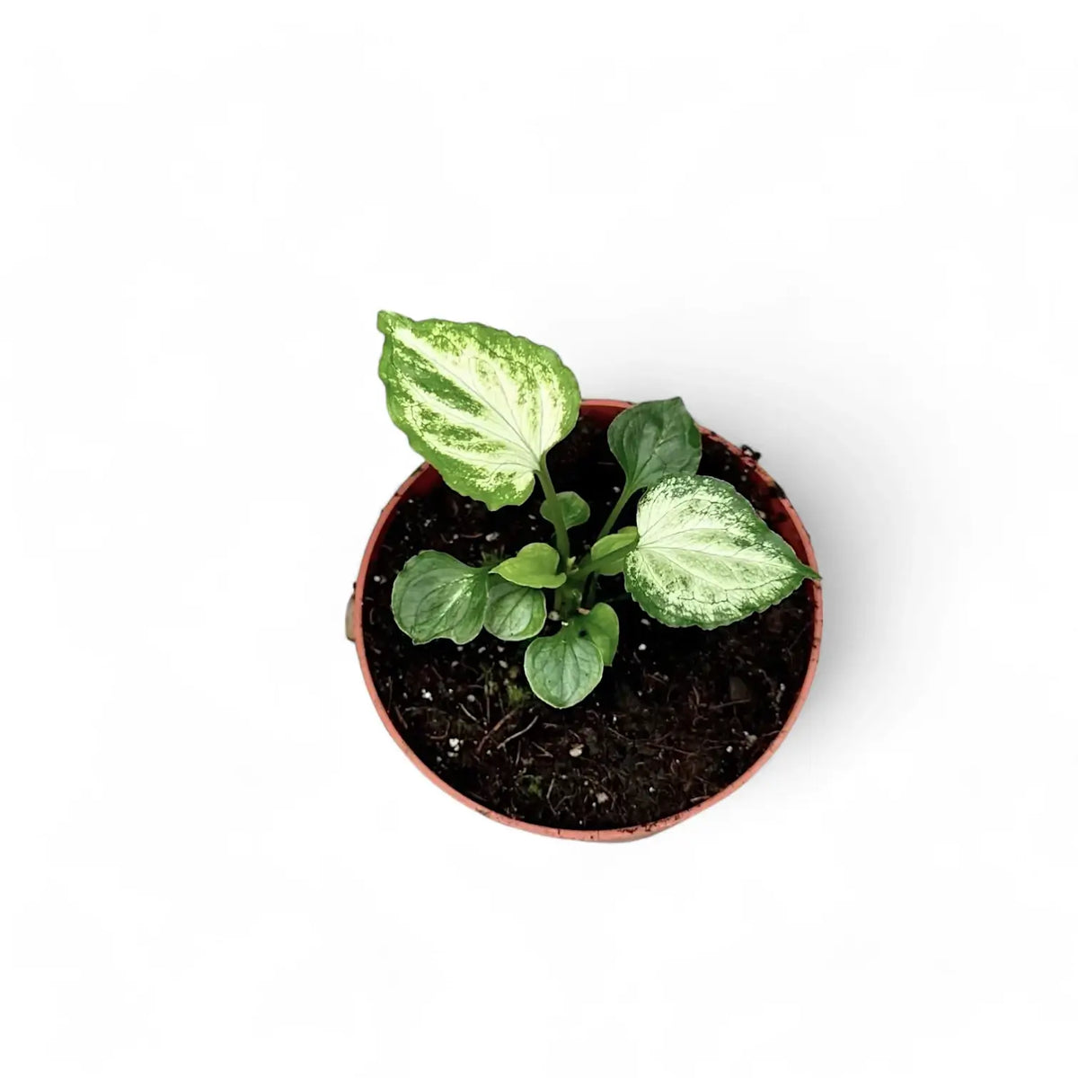 Syngonium podophyllum 'Mouse Ears' potted plant in nursery pot on white background.