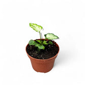 Syngonium podophyllum 'Mouse Ears' potted plant in nursery pot on white background.