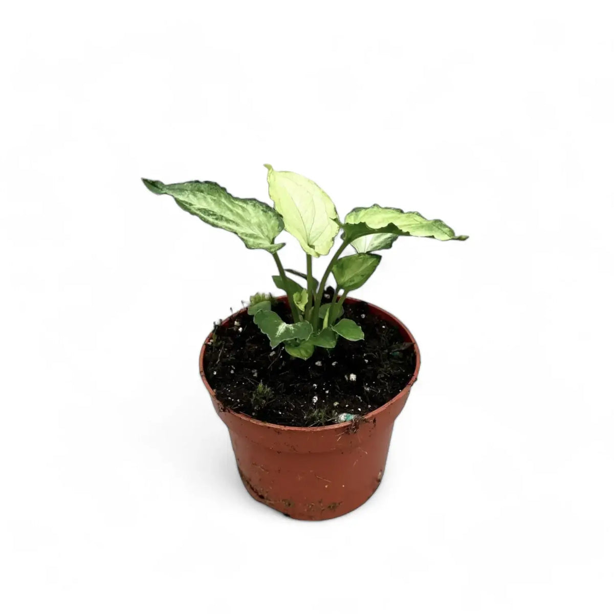Syngonium podophyllum 'Mouse Ears' potted plant in nursery pot on white background.