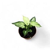 Syngonium podophyllum 'Mouse Ears' potted plant in nursery pot on white background.