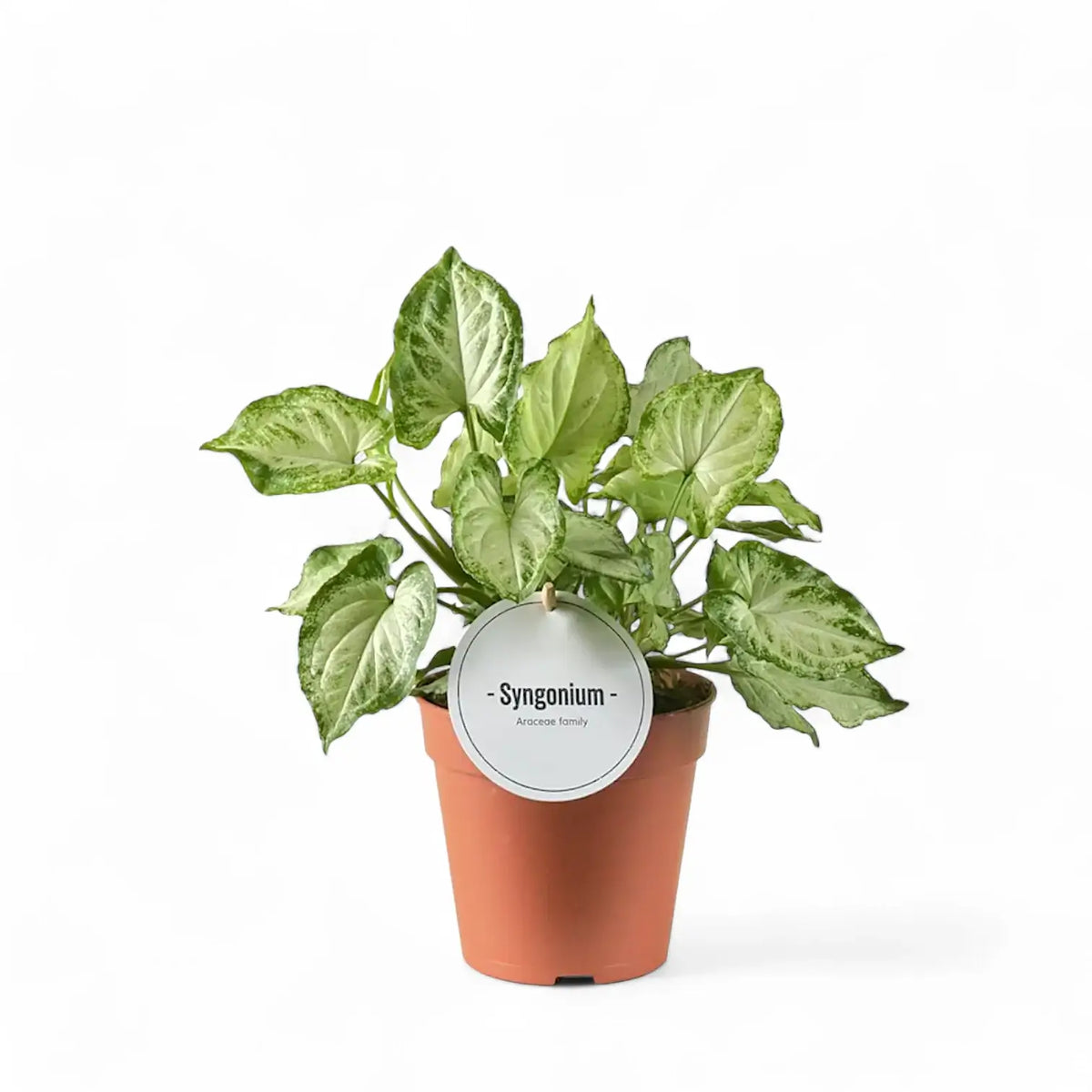 Syngonium podophyllum 'Mouse Ears' potted plant in nursery pot on white background.