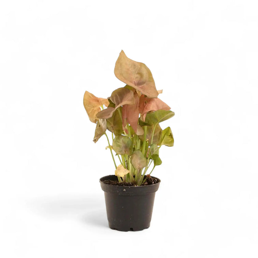 Syngonium podophyllum ‘Neon Robusta’