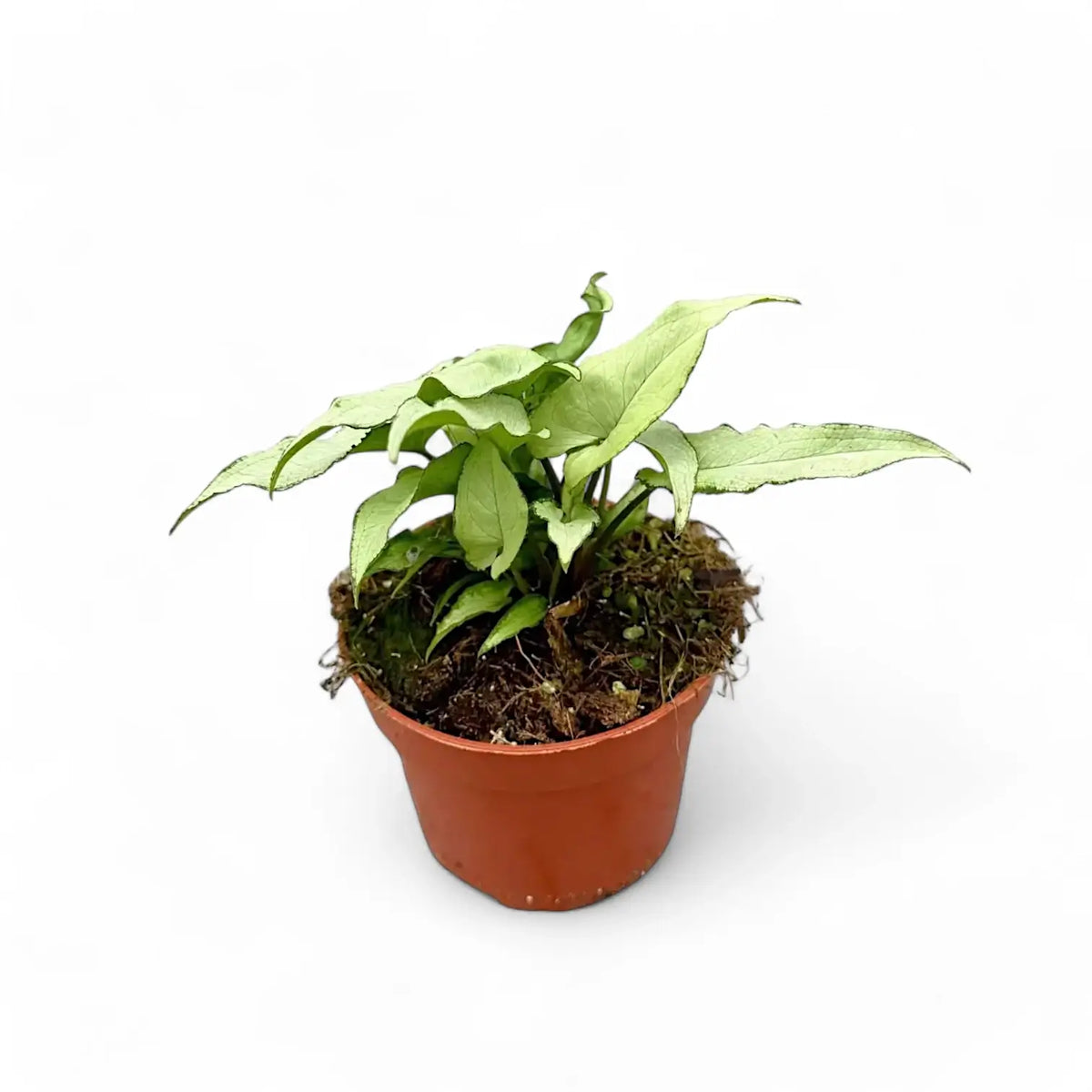 Syngonium podophyllum 'Nguengi Laima' aka (Ngern Lai Ma, Silver Holly) potted plant in nursery pot on white background.