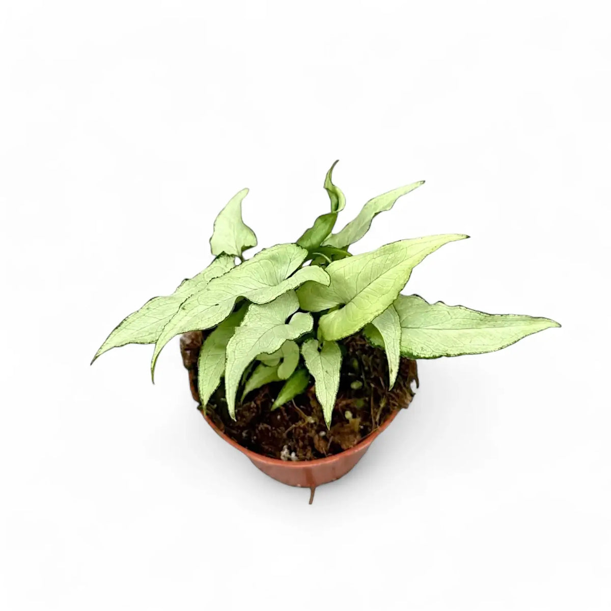 Syngonium podophyllum 'Nguengi Laima' aka (Ngern Lai Ma, Silver Holly) potted plant in nursery pot on white background.