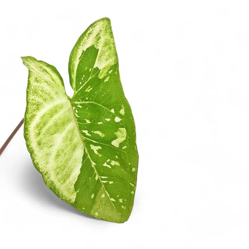 Syngonium podophyllum 'Panda' leaf detail on white background.