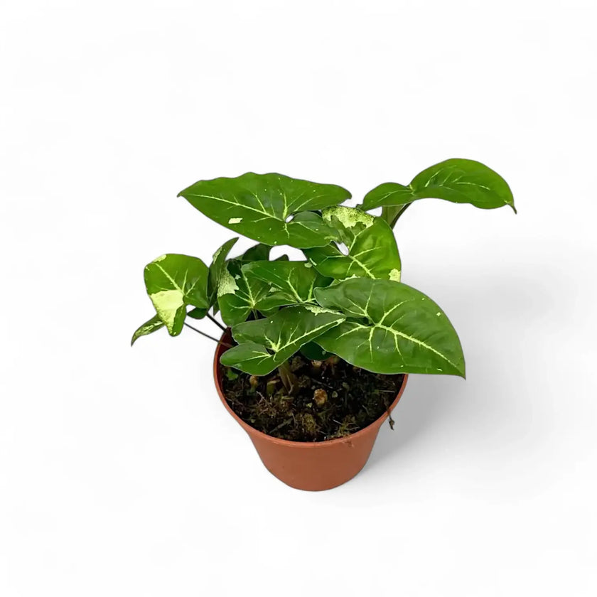 Syngonium podophyllum 'Panda' potted plant in nursery pot on white background.