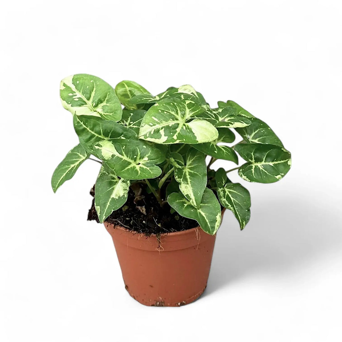 Syngonium podophyllum 'Panda' – Zimmerpflanze im Kulturtopf auf weißem Hintergrund, Produktfoto 3.