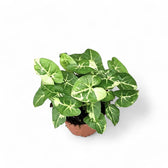 Syngonium podophyllum 'Panda' – Zimmerpflanze im Kulturtopf auf weißem Hintergrund, Produktfoto 4.