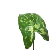 Syngonium podophyllum 'Panda' – Zimmerpflanze im Kulturtopf auf weißem Hintergrund, Produktfoto 6.