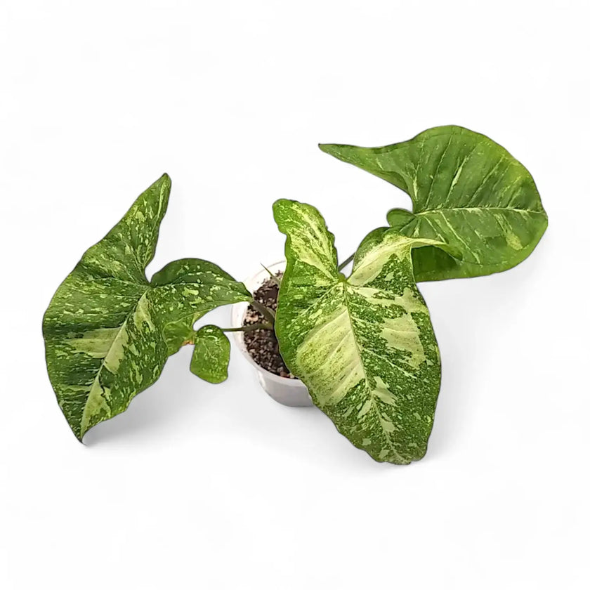 Syngonium podophyllum 'Panda galaxy' potted plant in nursery pot on white background.
