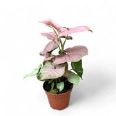 Syngonium podophyllum 'Pink Delight' potted plant in nursery pot on white background.