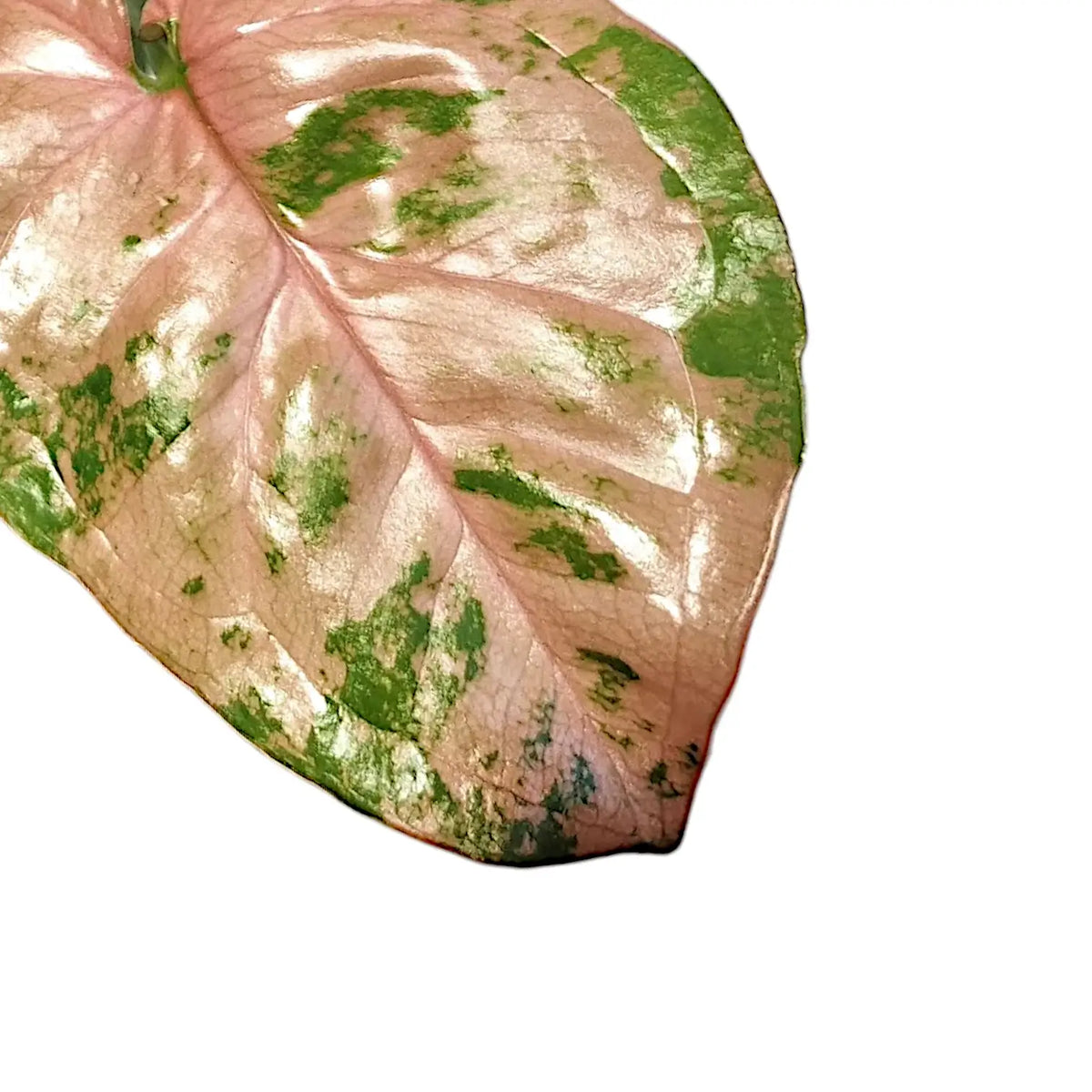Syngonium podophyllum 'Pink flecked' leaf detail on white background.