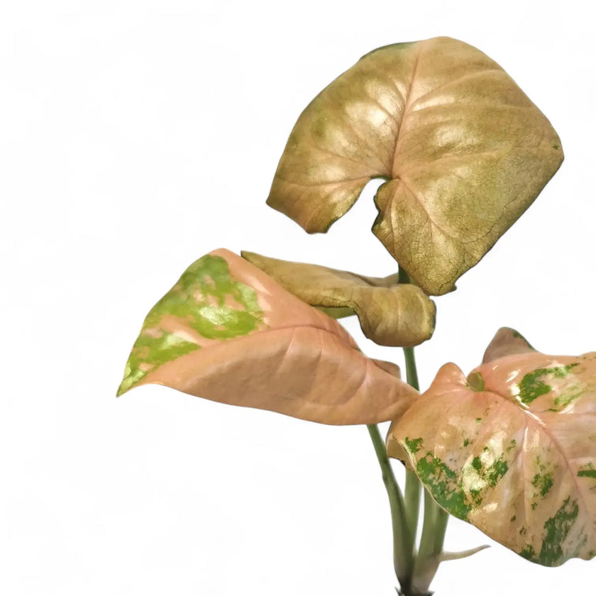 Syngonium podophyllum 'Pink flecked' Zimmerpflanze im Anzuchttopf vor weißem Hintergrund, Produktfoto 2.