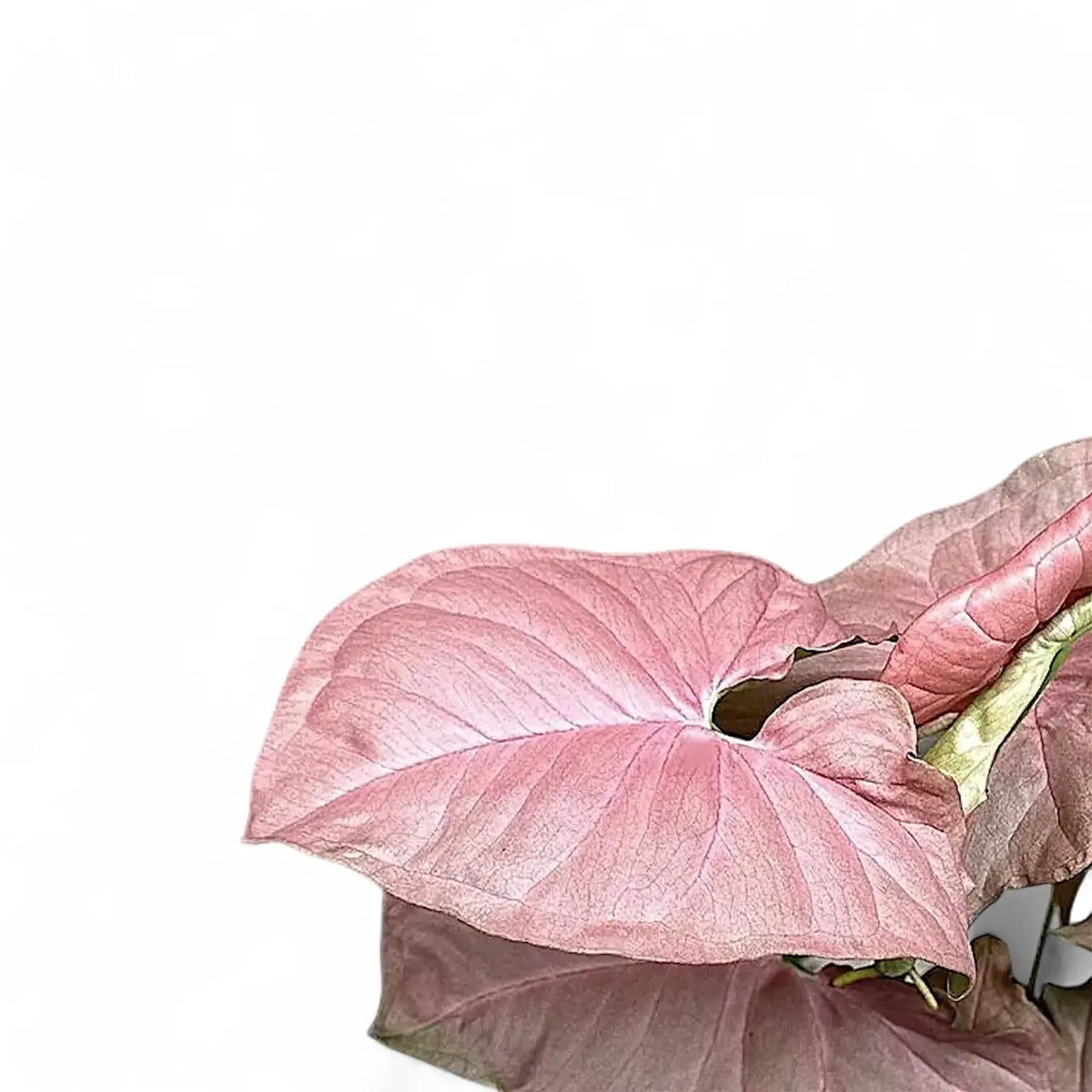 Syngonium podophyllum 'Pink Perfection' aka 'Pink Dream' – Blattdetail vor weißem Hintergrund..