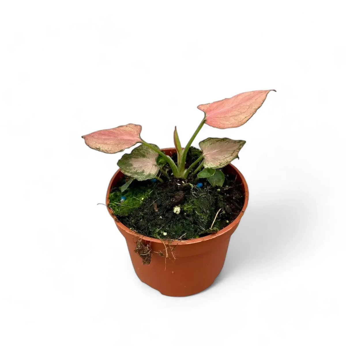 Syngonium podophyllum 'Pink Perfection' aka 'Pink Dream' Zimmerpflanze im Anzuchttopf vor weißem Hintergrund, Produktfoto 4.