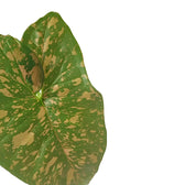 Syngonium podophyllum 'Pink splash allusion' close-up of leaf on white background.