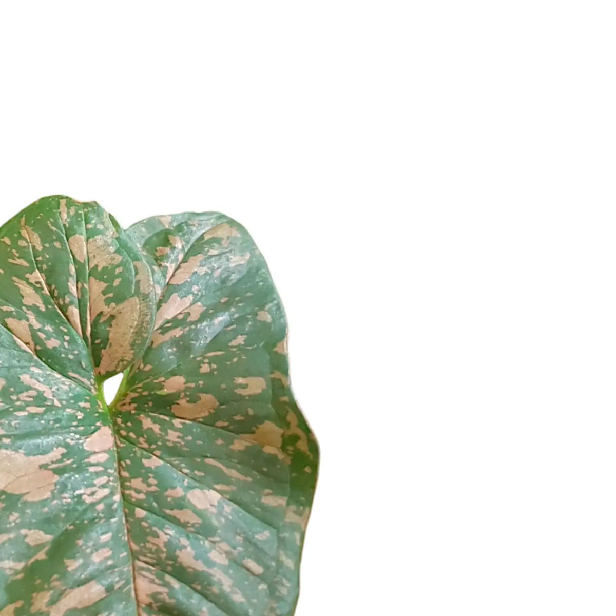 Syngonium podophyllum 'Pink splash allusion' potted plant in nursery pot on white background.