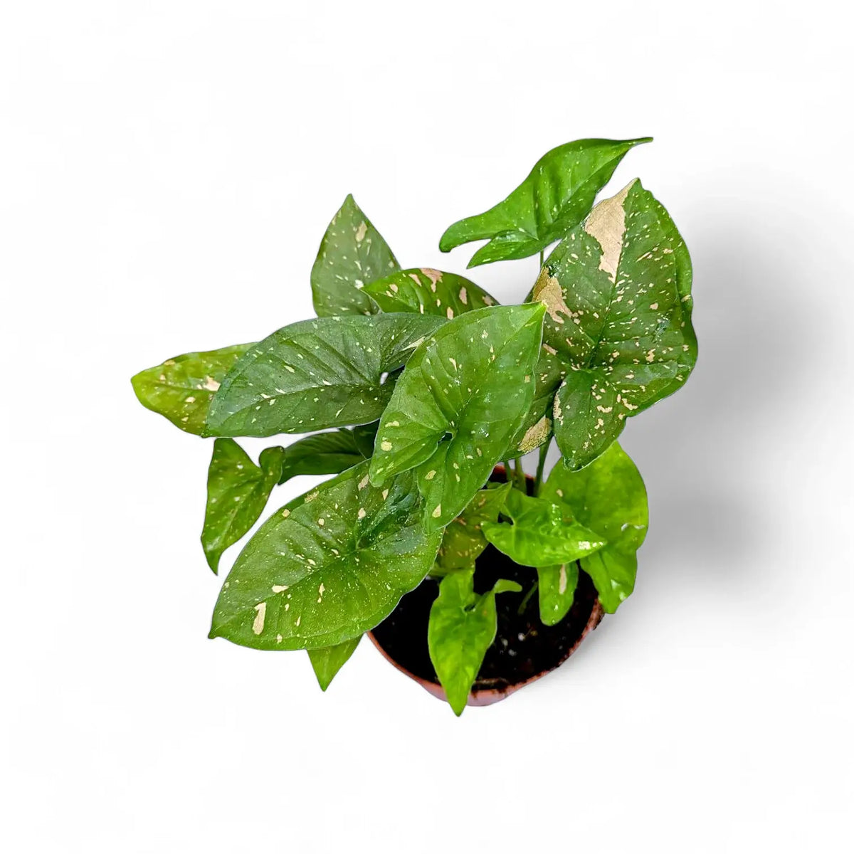 Syngonium podophyllum 'Pink splash allusion' potted plant in nursery pot on white background.