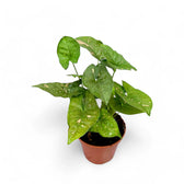 Syngonium podophyllum 'Pink splash allusion' potted plant in nursery pot on white background.