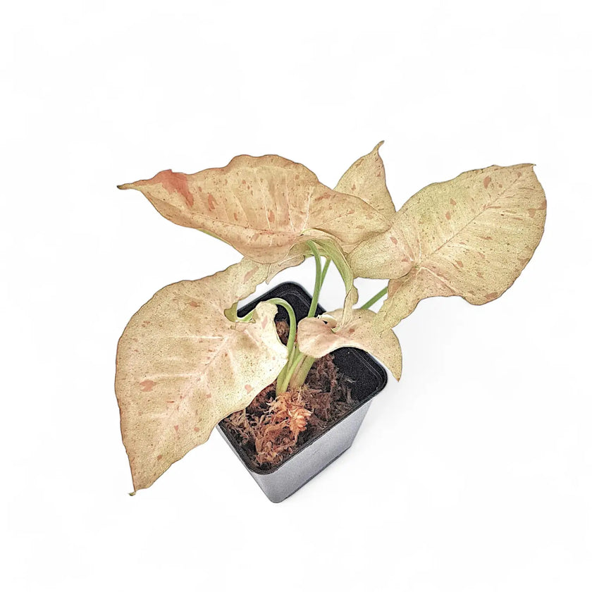 Syngonium podophyllum 'Pink spot' Zimmerpflanze im Anzuchttopf vor weißem Hintergrund, Produktfoto 2.