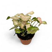 Syngonium podophyllum 'Pink spot' potted plant in nursery pot on white background.